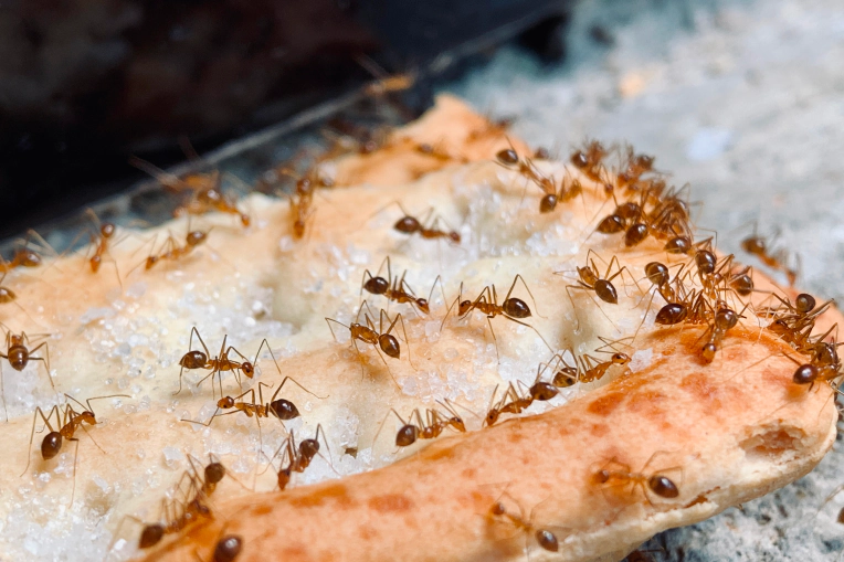 Ant Control Service in Hillsborough County, FL