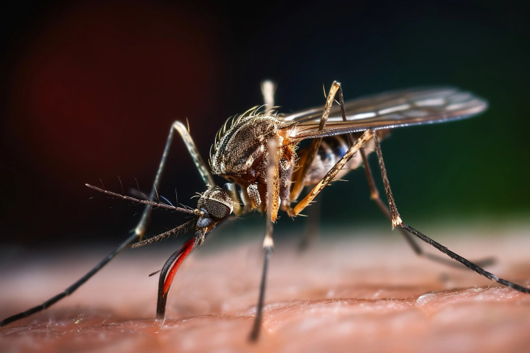 Mosquito Control Service in Hillsborough County, FL, and Surrounding Areas