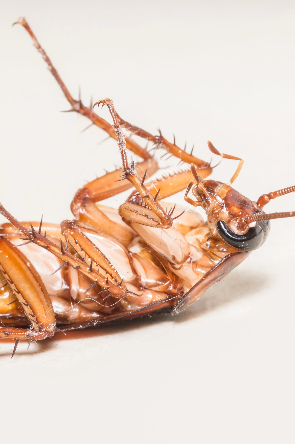 Pest Control Company Based in Hillsborough County, FL, and Serving Surrounding Areas (1)