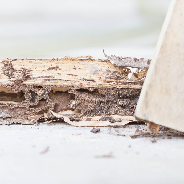 house wooden trim with termite damage sun city center fl