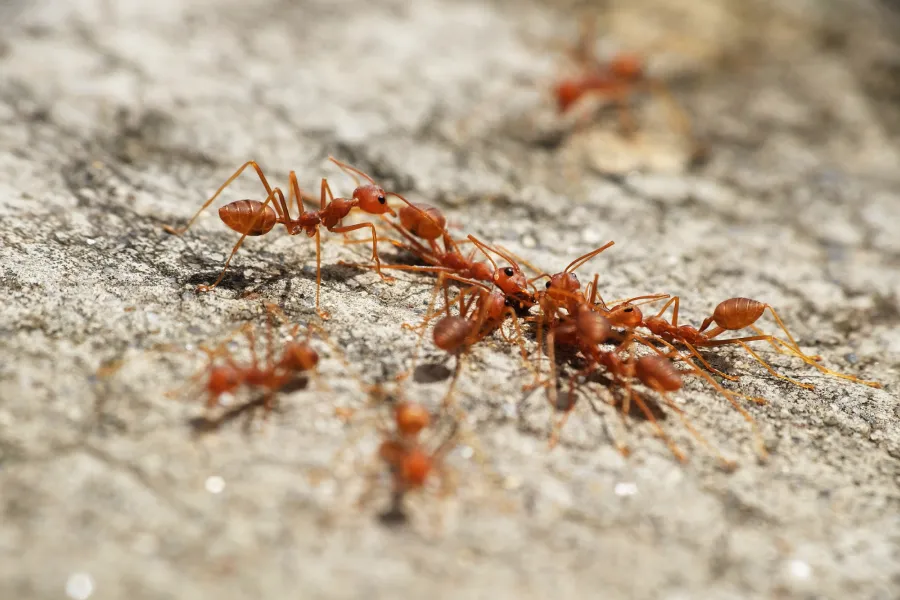 fire ants sidewalks cooler weather